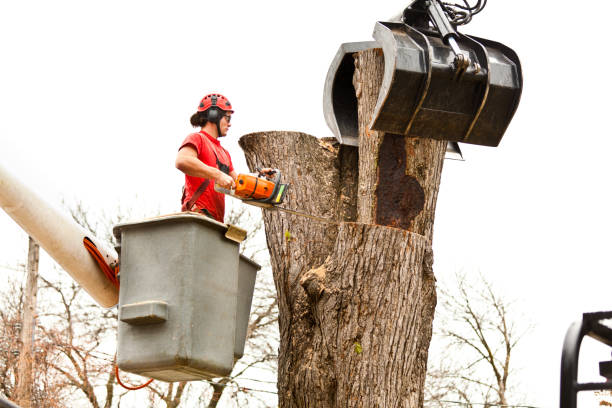 Reliable Fallbrook, CA Tree Care Solutions